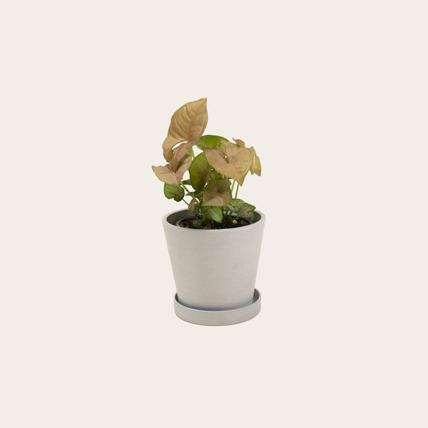 Stromanthe Triostar - Small (chalk)