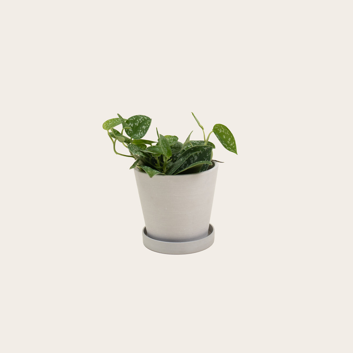 Load image into Gallery viewer, Pothos Silver Satin - Small (chalk)
