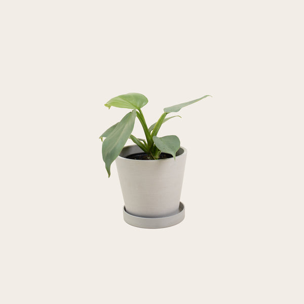 Philodendron Silver Sword - Small (chalk)