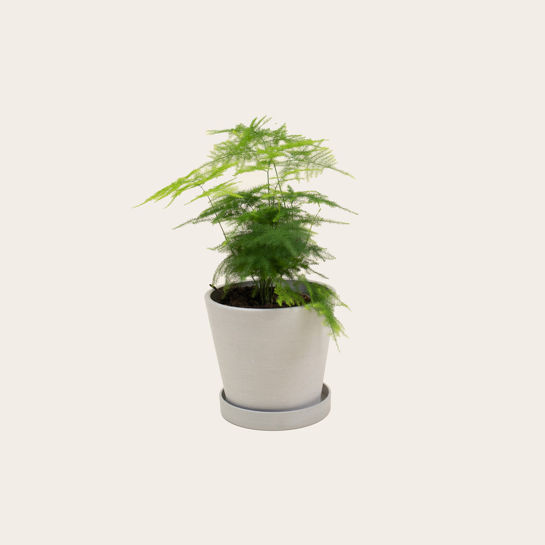 Asparagus Fern Plumosa - Small (chalk)
