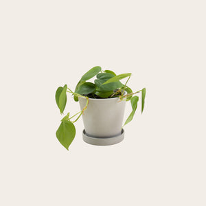 Heart Leaf Philodendron - Small (chalk)