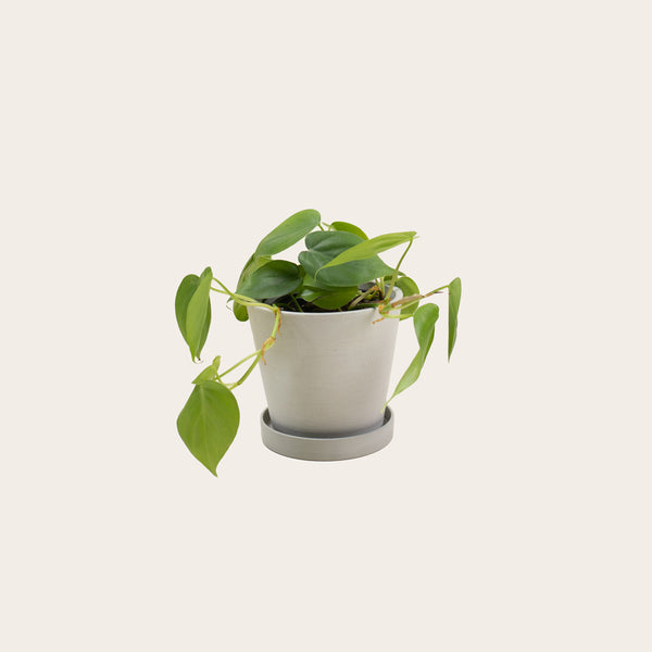 Heart Leaf Philodendron - Small (chalk)