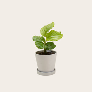 Calathea Orbifolia - Small (chalk)