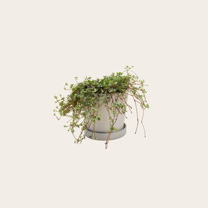 Pilea Silver Sparkle - Small (chalk)