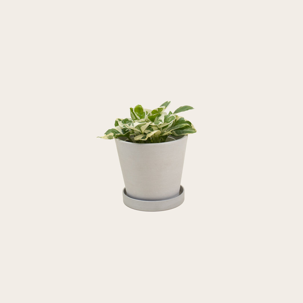 Pothos Njoy - Small (chalk)