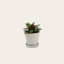 Load image into Gallery viewer, Peperomia Rosso - Small (chalk)
