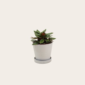 Peperomia Rosso - Small (chalk)