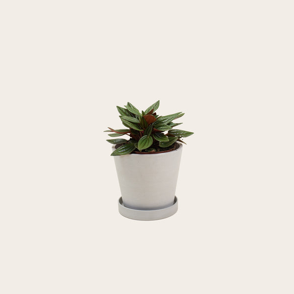 Peperomia Rosso - Small (chalk)