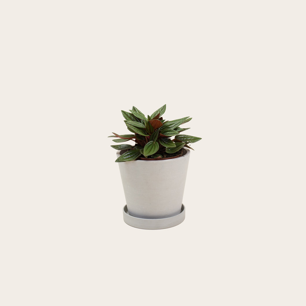 Peperomia Rosso - Small (chalk)