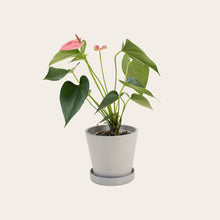 Load image into Gallery viewer, Anthurium - Small (chalk)
