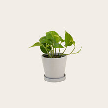 Load image into Gallery viewer, Pothos Golden - Small (chalk)
