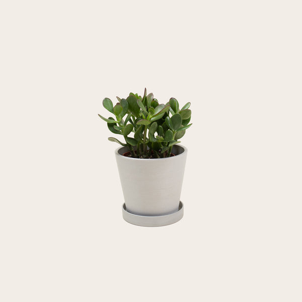 Jade - Small (chalk)