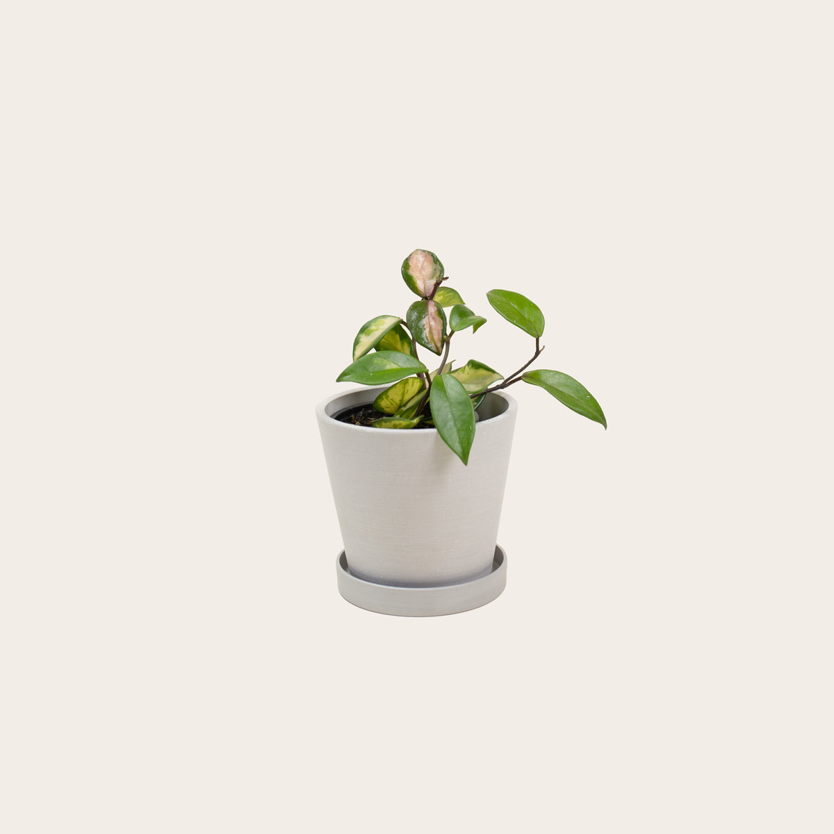 Load image into Gallery viewer, Hoya Carnosa Tricolor - Small (chalk)
