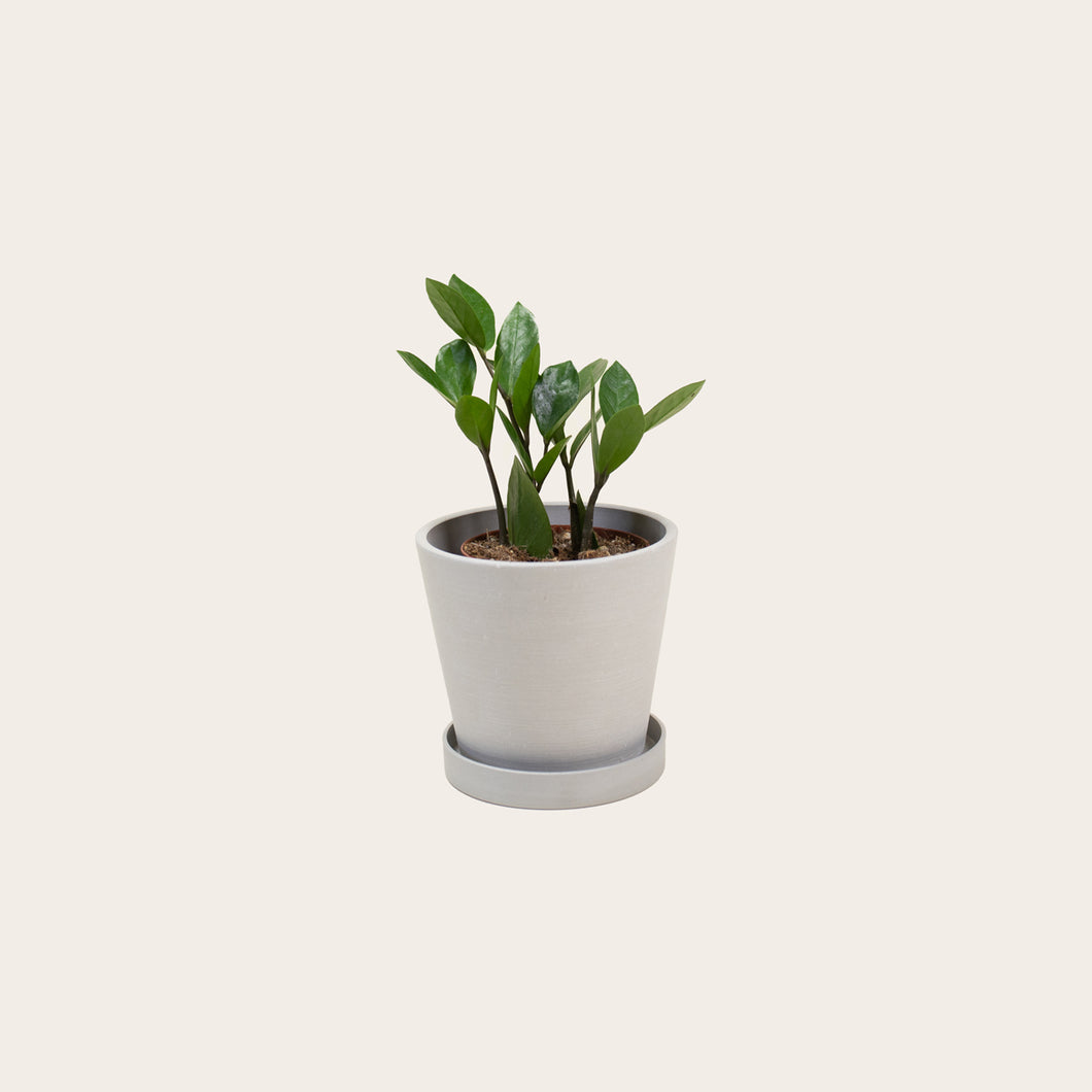 ZZ Plant - Small (chalk)