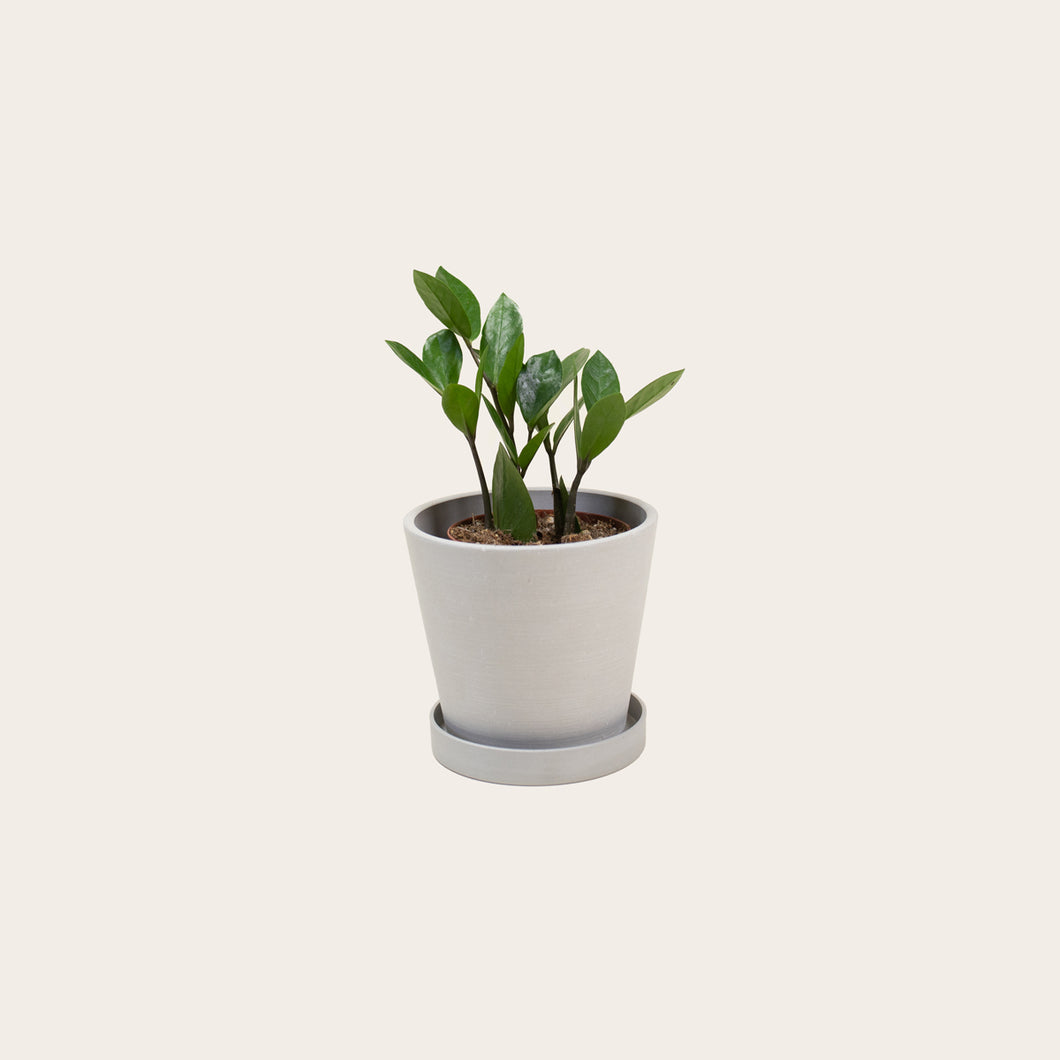 zz plant small pot ZZ Plant – Babygreens