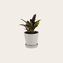Load image into Gallery viewer, Calathea Lancifolia - Small (chalk)
