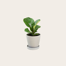 Load image into Gallery viewer, Fiddle Leaf Fig - Small (chalk)
