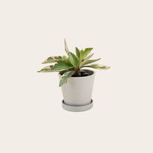 Load image into Gallery viewer, Peperomia Ginny - Small (chalk)

