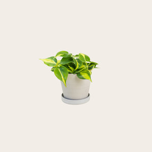 Philodendron Brasil - Small (chalk)