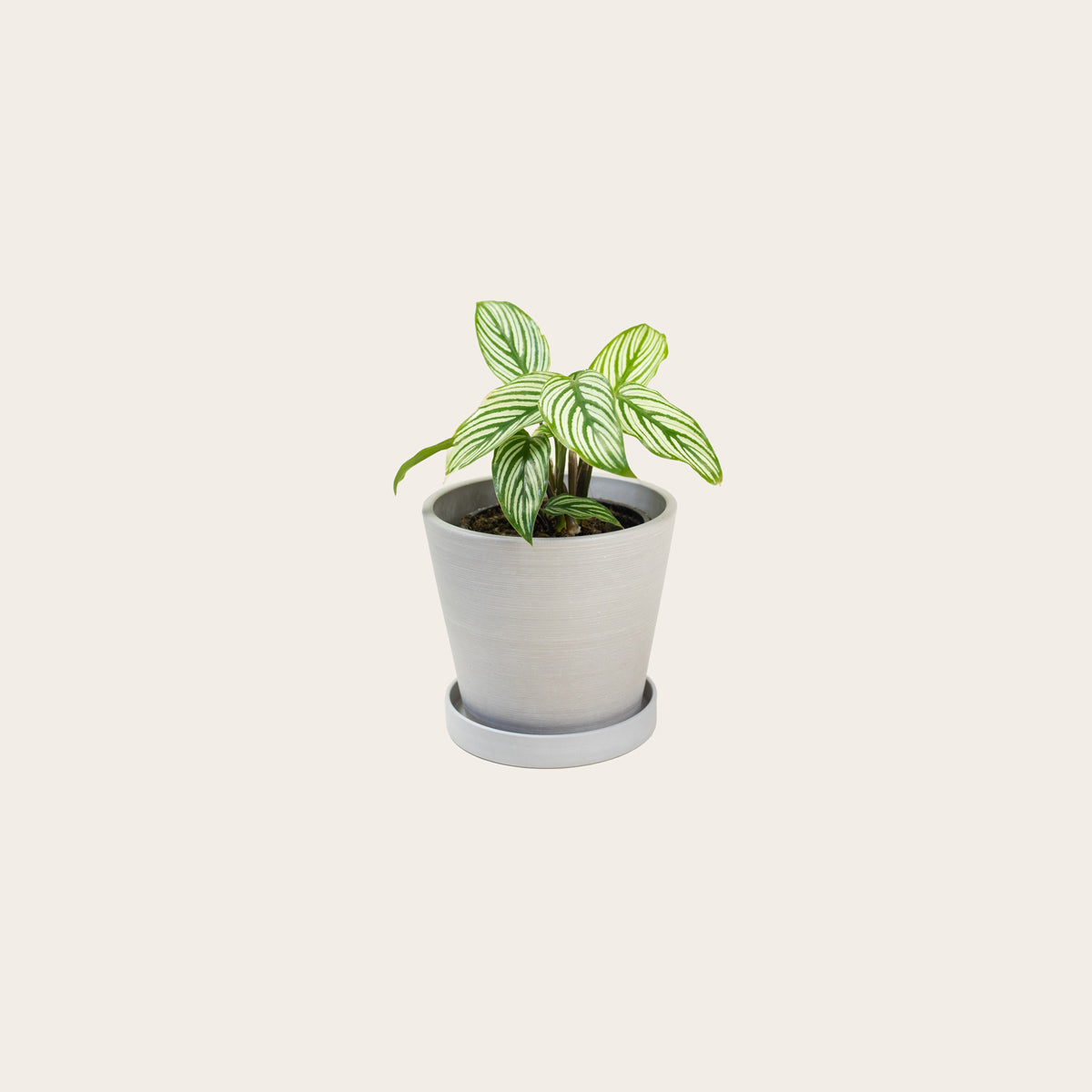 Load image into Gallery viewer, Calathea Vittata - Small (chalk)
