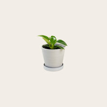 Load image into Gallery viewer, Philodendron Birkin - Small (chalk)
