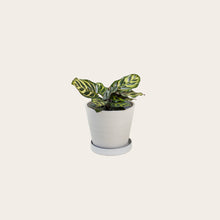 Load image into Gallery viewer, Calathea Makoyana - Small (chalk)

