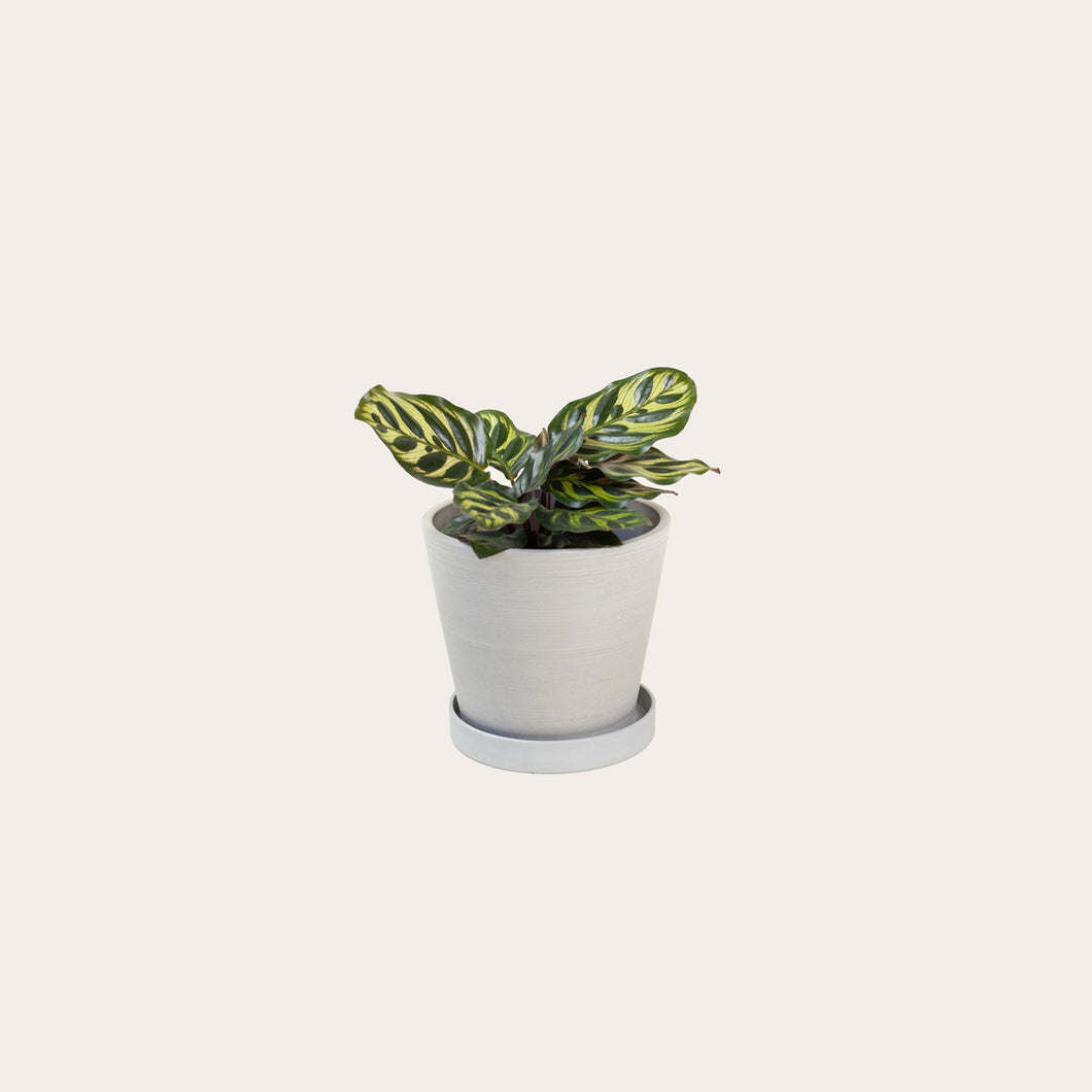 Calathea Makoyana - Small (chalk)