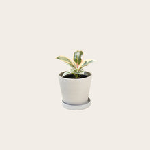 Load image into Gallery viewer, Rubber Plant Tineke - Small (chalk)
