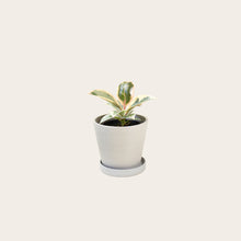 Load image into Gallery viewer, Rubber Plant Tineke - Small (chalk)

