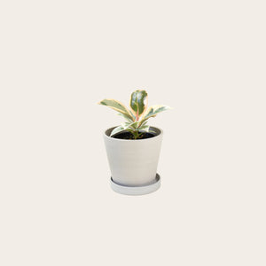 Rubber Plant Tineke - Small (chalk)