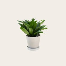 Load image into Gallery viewer, Dracaena Compacta - Small (chalk)
