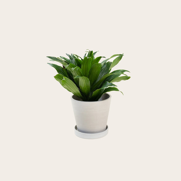 Dracaena Compacta - Small (chalk)