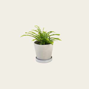 Lemon Button Fern - Small (chalk)