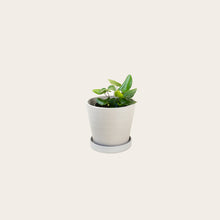 Load image into Gallery viewer, Heart Fern - Small (chalk)
