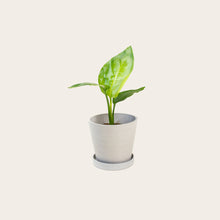 Load image into Gallery viewer, Bird of Paradise - Small (chalk)
