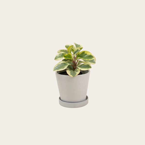 Peperomia Obtusifolia Variegata - Small (chalk)