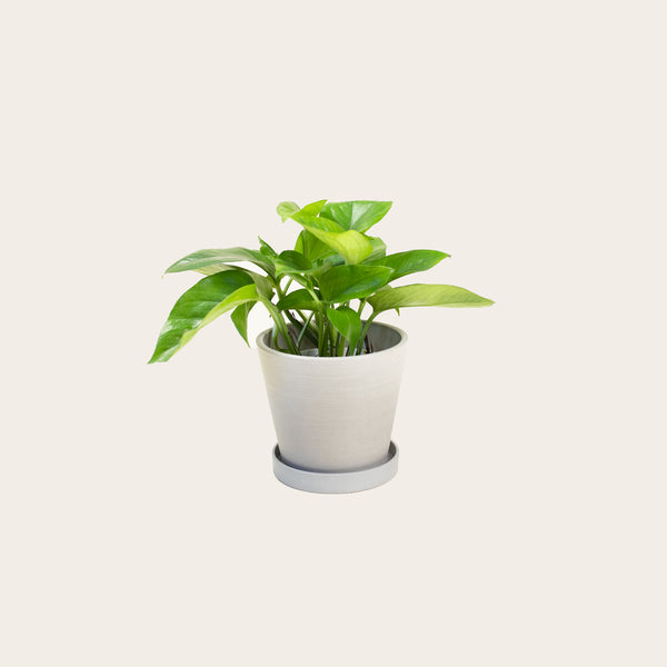 Pothos Green Queen - Small (chalk)