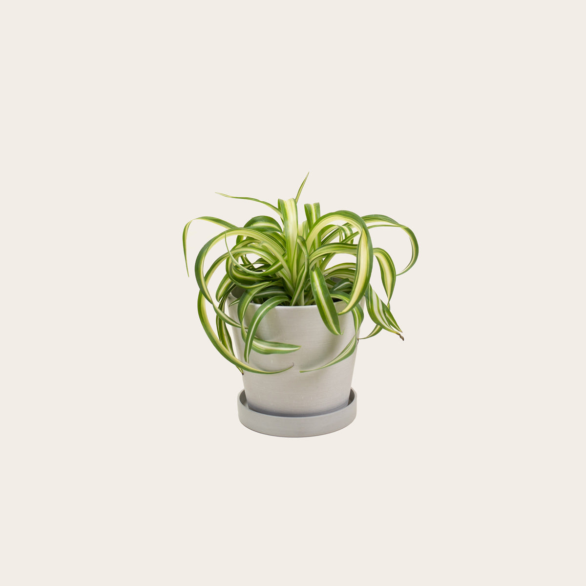 Load image into Gallery viewer, Spider Plant &#39;Bonnie&#39; - Small (chalk)
