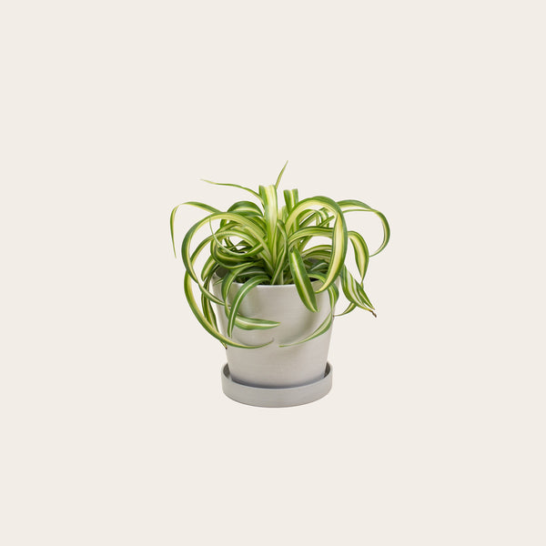 Spider Plant 'Bonnie' - Small (chalk)
