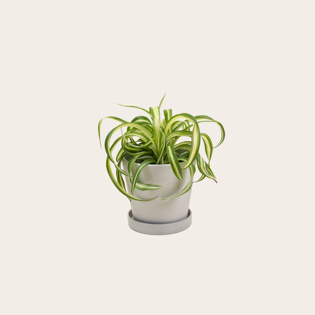 Spider Plant 'Bonnie' - Small (chalk)