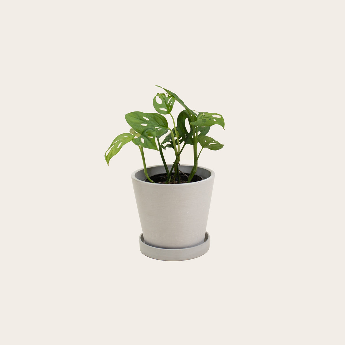 Load image into Gallery viewer, Monstera Adansonii - Small (chalk)
