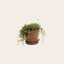 Load image into Gallery viewer, Pilea Silver Sparkle - Small (coffee)
