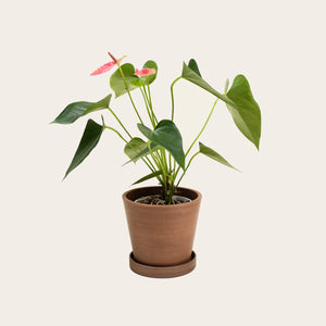 Anthurium - Small (coffee)