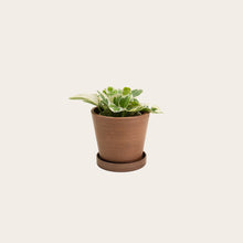 Load image into Gallery viewer, Pothos Njoy - Small (coffee)
