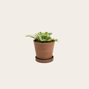 Pothos Njoy - Small (coffee)