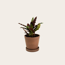 Load image into Gallery viewer, Calathea Lancifolia - Small (coffee)
