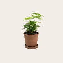 Load image into Gallery viewer, Asparagus Fern Plumosa - Small (coffee)
