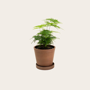 Asparagus Fern Plumosa - Small (coffee)