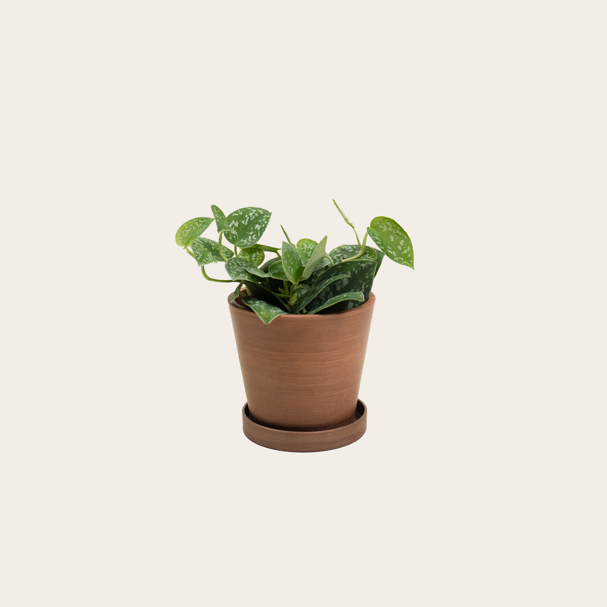 Load image into Gallery viewer, Pothos Silver Satin - Small (coffee)
