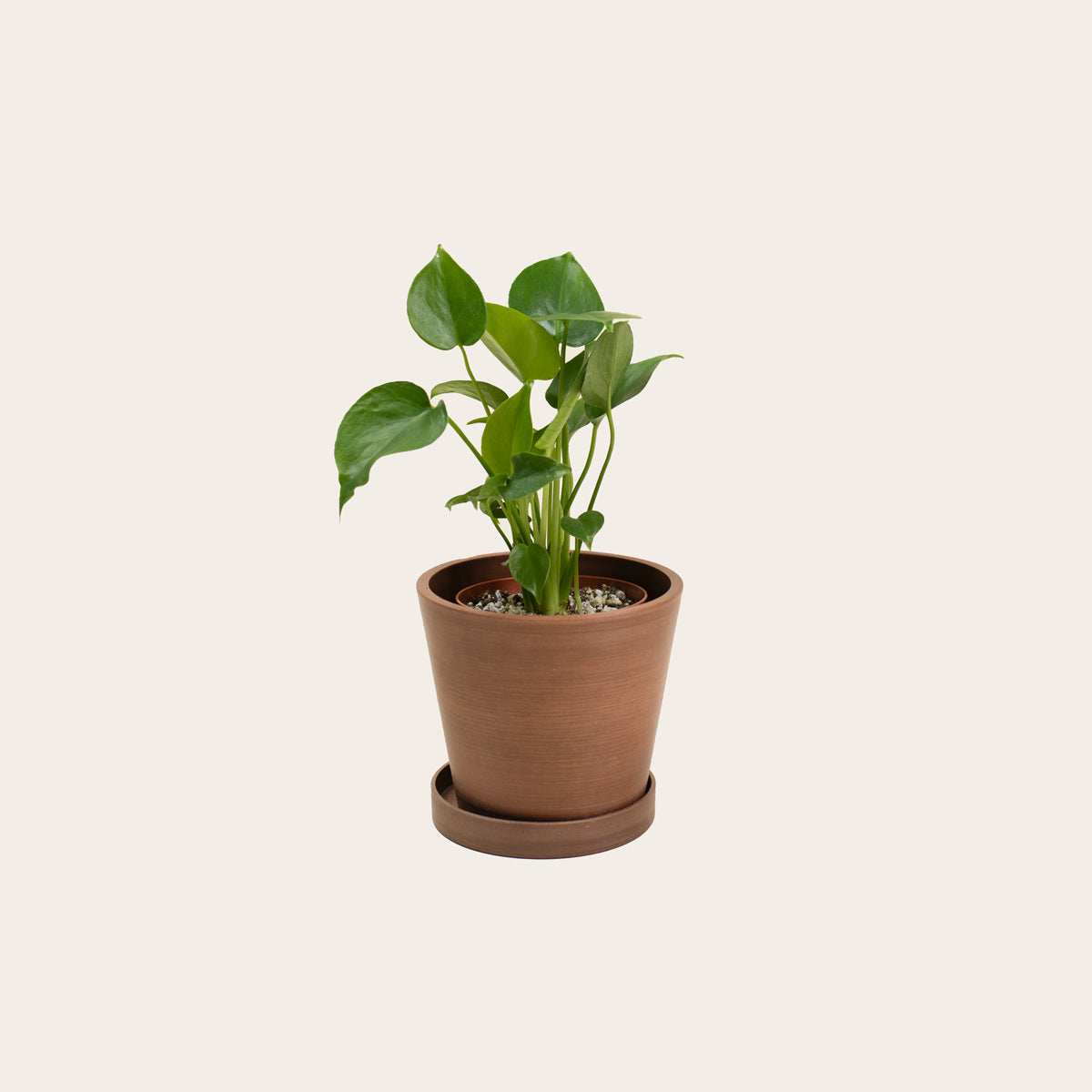 Load image into Gallery viewer, Monstera Deliciosa - Small (coffee)
